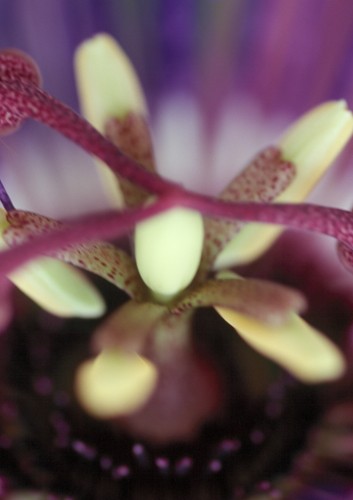 Passionsblume violett