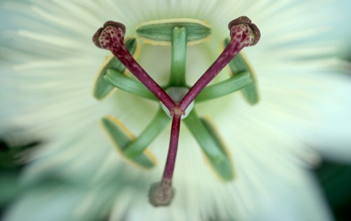 Passionsblume wei